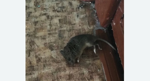 Дезинфекция от мышей в Новоуральске